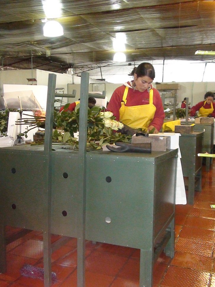 poscosecha puestos y estaciones de trabajo pos cosechas beneficiar cosecha selección clasificación de cosechas mesas para clasificar y seleccionar cosechas bandas transportadoras empacadoras 08 poscosecha puestos y estaciones de trabajo pos cosechas beneficiar cosecha selección clasificación de cosechas mesas para clasificar y seleccionar cosechas bandas transportadoras empacadoras 08